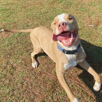 Rescue Labrador Retriever and American Bulldog Dogs for Adoption in Pensacola, Florida - Stoli | PetCurious
