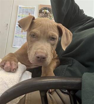 Hobbit A221054 -  Pit Bull Terrier Dog for Adoption in Plano, Texas - Hobbit A221054 | PetCurious