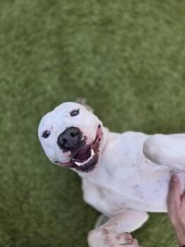 Junebug -  Mixed Breed Dog for Adoption in Atlanta, Georgia - Junebug | PetCurious