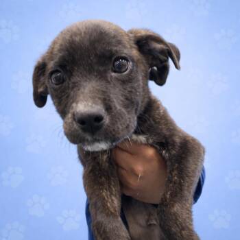 Mixed Breed Dogs Available for Adoption - Camden | PetCurious