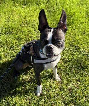 Boston Terrier Dogs Available for Adoption in Scottsdale, Arizona - Mugsy | PetCurious