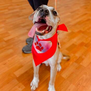 Gilly -  Cattle Dog and Mixed Breed Dog for Adoption in Springboro, Ohio - Gilly | PetCurious