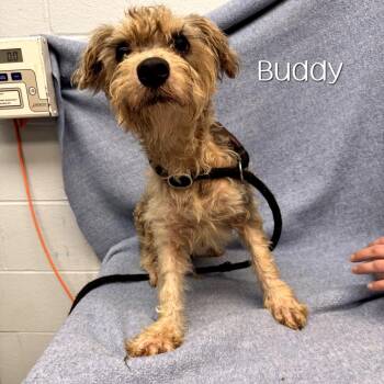 Buddy -  Schnauzer and Poodle Dog for Adoption in Parkersburg, West Virginia - Buddy | PetCurious