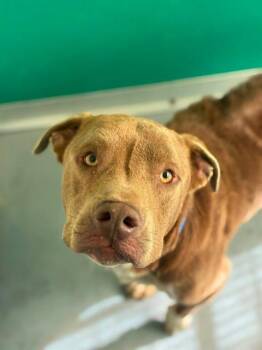 CERAVE -  Pit Bull Terrier and Mixed Breed Dog for Adoption in Visalia, California - CERAVE | PetCurious