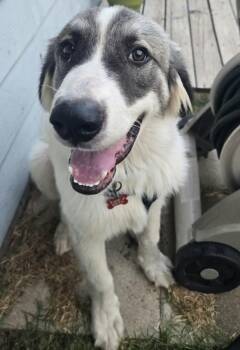 Fred -  Great Pyrenees Dog for Adoption in Kiowa, Oklahoma - Fred | PetCurious
