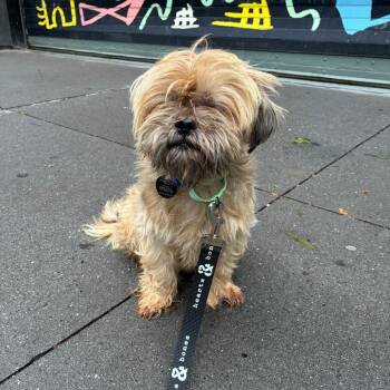 Carl -  Shih Tzu and Mixed Breed Dog for Adoption in New York, New York - Carl | PetCurious