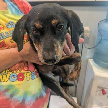 Mixed Breed Dogs Available for Adoption in Boaz, Alabama - Meeko | PetCurious