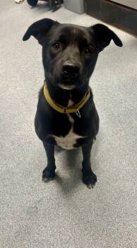 Mixed Breed Dogs Available for Adoption in St. Joseph, Michigan - Spencer | PetCurious
