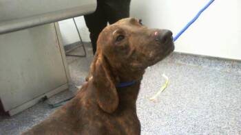 A1269369 -  Plott Hound Dog for Adoption in Charlotte, North Carolina - A1269369 | PetCurious