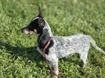 Cagny -  Rat Terrier Dog for Adoption in Maynardville, Tennessee - Cagny | PetCurious