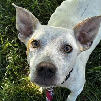 ROSE -  Australian Cattle Dog Blue Heeler and Mixed Breed Dog for Adoption in St. Louis, Missouri - ROSE | PetCurious