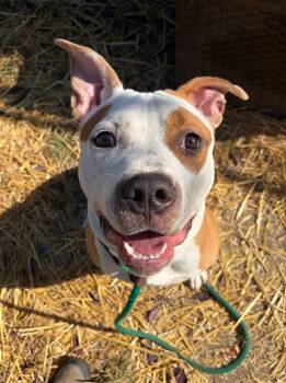 Tobey -  Pit Bull Terrier Dog for Adoption in Chicago, Illinois - Tobey | PetCurious