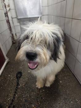 Yeti -  Border Collie and Shepherd Dog for Adoption in Rock Springs, Wyoming - Yeti | PetCurious