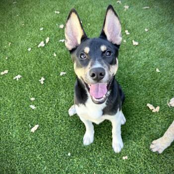 Mixed Breed Dogs Available for Adoption in Ardmore, Oklahoma - Sparky | PetCurious