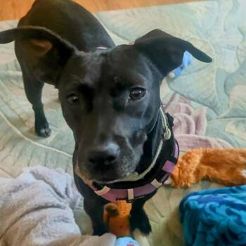 Mixed Breed Dogs Available for Adoption in Chattanooga, Tennessee - Bashful | PetCurious