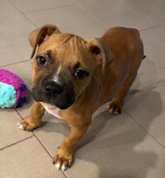Honey -  Black Mouth Cur and Staffordshire Bull Terrier Dog for Adoption in Columbia, Illinois - Honey | PetCurious