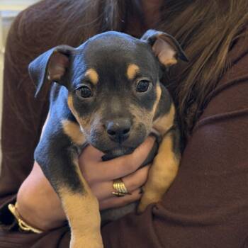Sicily -  Pit Bull Terrier Dog for Adoption in Columbia, South Carolina - Sicily | PetCurious