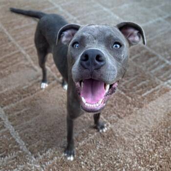 Remington -  Pit Bull Terrier and Mixed Breed Dog for Adoption in Little Rock, Arkansas - Remington | PetCurious