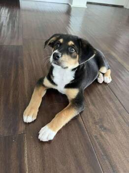 Retriever and Mixed Breed Dogs Available for Adoption in Saugus, Massachusetts - Biscuit Cute | PetCurious