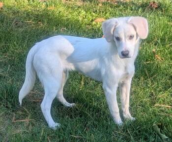 Sharlee -  Labrador Retriever and Beagle Dog for Adoption in Yorkville, Illinois - Sharlee | PetCurious