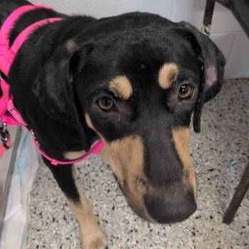 Rosey -  Shepherd and Hound Dog for Adoption in Hattiesburg, Mississippi - Rosey | PetCurious
