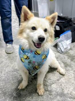 Ziggy -  Spitz and Corgi Dog for Adoption in Scottsburg, Indiana - Ziggy | PetCurious