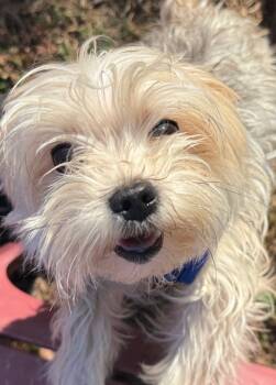 Rescue Yorkshire Terrier Dogs for Adoption in Montgomery, New Jersey - Bo (bonded Pair) | PetCurious