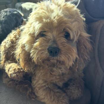 Cavalier King Charles Spaniel and Poodle Dogs Available for Adoption in Normal, Illinois - Olive | PetCurious