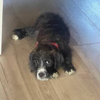 Scrappy -  Standard Poodle and Mixed Breed Dog for Adoption in Dayton, Ohio - Scrappy | PetCurious