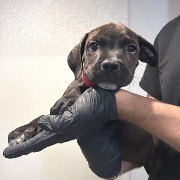IVHS-Stray-143668 -  Pit Bull Terrier Dog for Adoption in San Gabriel, California - IVHS-Stray-143668 | PetCurious