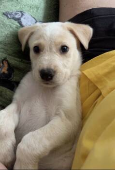 Wonder Woman -  Golden Retriever and Anatolian Shepherd Dog for Adoption in Nashville, Tennessee - Wonder Woman | PetCurious