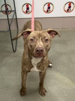 Rescue Pit Bull Terrier and Mixed Breed Dogs for Adoption in Valley View, Ohio - Evie | PetCurious