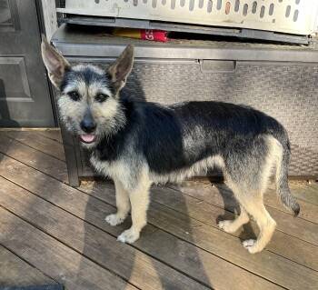 Airedale Terrier and German Shepherd Dog Dogs Available for Adoption - Cinder Ella | PetCurious