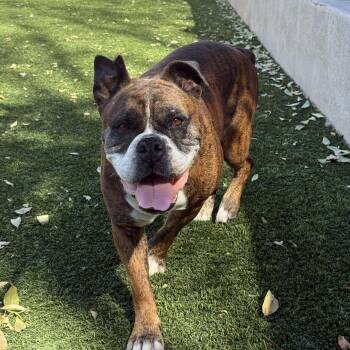 Trini -  Boxer and Bulldog Dog for Adoption in San Diego, California - Trini | PetCurious