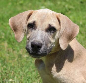 Ozzie -  Labrador Retriever and Great Dane Dog for Adoption in Bedford, Virginia - Ozzie | PetCurious