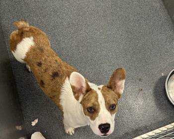 Mixed Breed Dogs Available for Adoption in Dallas, Texas - BEBE | PetCurious