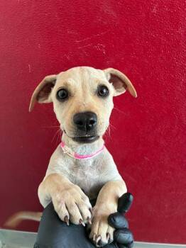 A255373 -  Labrador Retriever and Mixed Breed Dog for Adoption in Visalia, California - A255373 | PetCurious