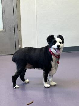Rescue Australian Shepherd Dogs for Adoption - Brutus | PetCurious