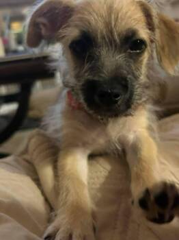 Schnauzer and Terrier Dogs Available for Adoption in Saugus, Massachusetts - Sage | PetCurious