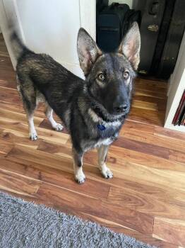German Shepherd Dog and Husky Dogs Available for Adoption in Los Angeles, California - Cali | PetCurious