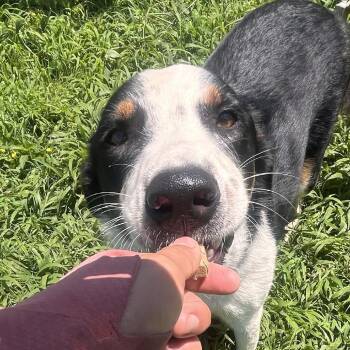 Moose -  Border Collie and Mixed Breed Dog for Adoption in Clarksville, Arkansas - Moose | PetCurious
