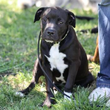 A613802 -  Pit Bull Terrier and Mixed Breed Dog for Adoption in Modesto, California - A613802 | PetCurious