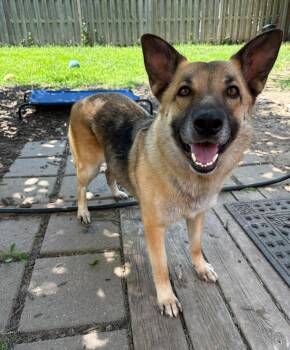 Piper -  German Shepherd Dog Dog for Adoption in Gretna, Nebraska - Piper | PetCurious