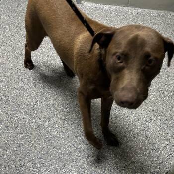 Stray - Roberts Gas Station -  Chocolate Labrador Retriever and Pit Bull Terrier Dog for Adoption in Roxboro, North Carolina - Stray - Roberts Gas Station | PetCurious