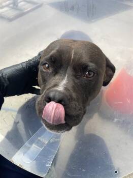 Pit Bull Terrier Dogs Available for Adoption in Stockton, California - GRACIE | PetCurious