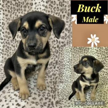 Labrador Retriever Dogs Available for Adoption in Manchester, Connecticut - Buck | PetCurious