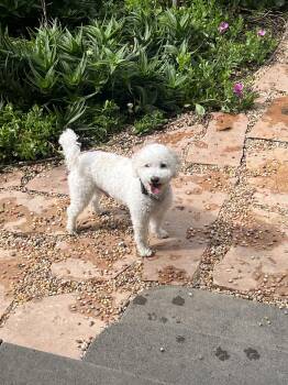 Poodle Dogs Available for Adoption in Orange, California - George | PetCurious