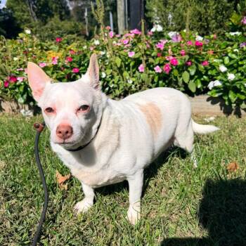 Papu -  Chihuahua and Mixed Breed Dog for Adoption in Newark, New Jersey - Papu | PetCurious