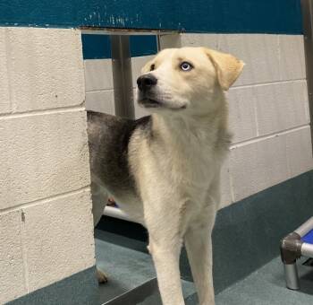 Rescue Siberian Husky Dogs for Adoption in Raleigh, North Carolina - Zuko | PetCurious