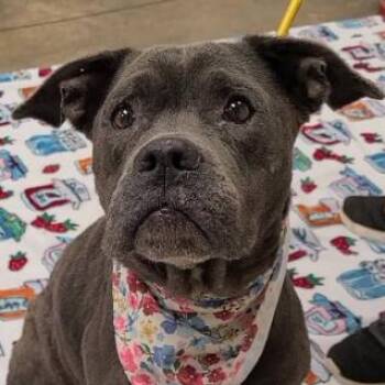 Dainty -  English Bulldog Dog for Adoption in Helena, Alabama - Dainty | PetCurious